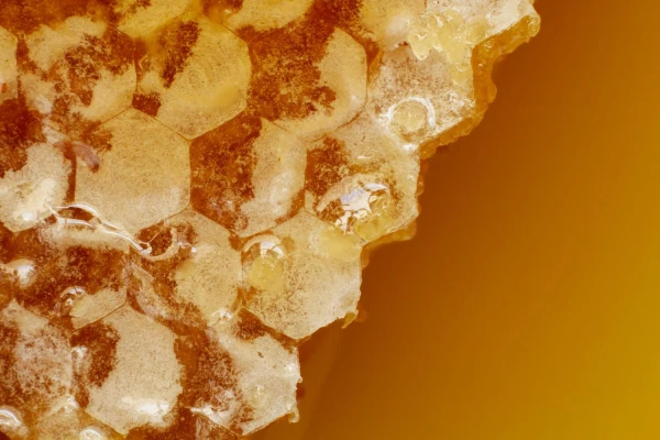 Propolis – właściwości, zastosowanie i działanie kitu pszczelego